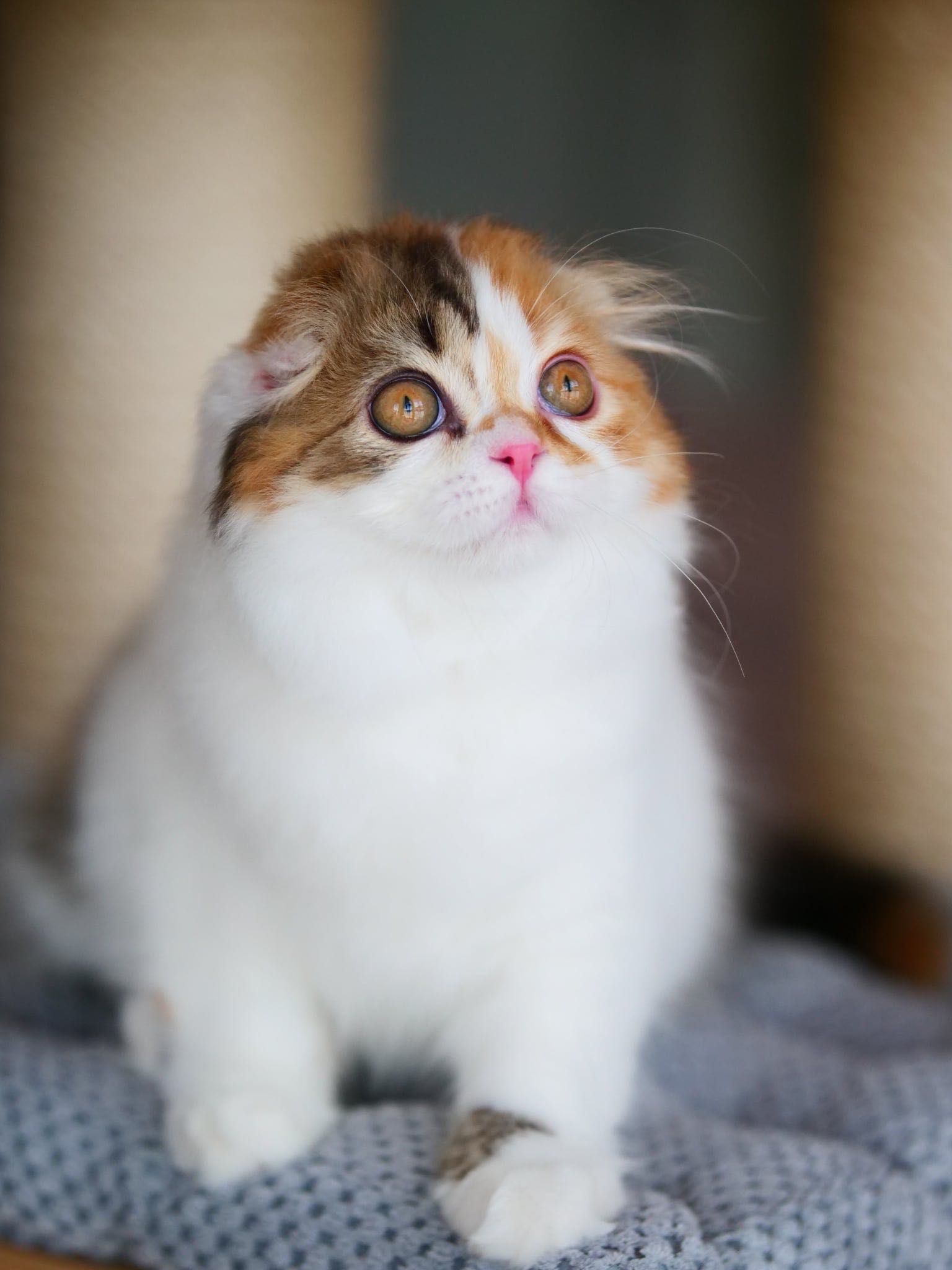Szkocka zwisłoucha koteczka do odbioru, Scottish fold