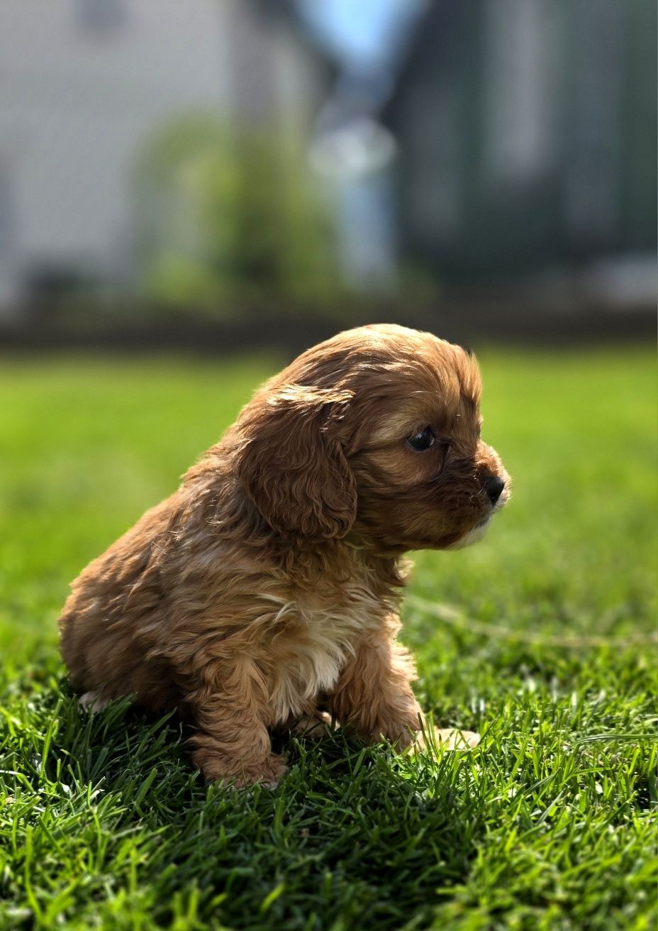 Cavapoo piesek f1 mini OSTATNIA!