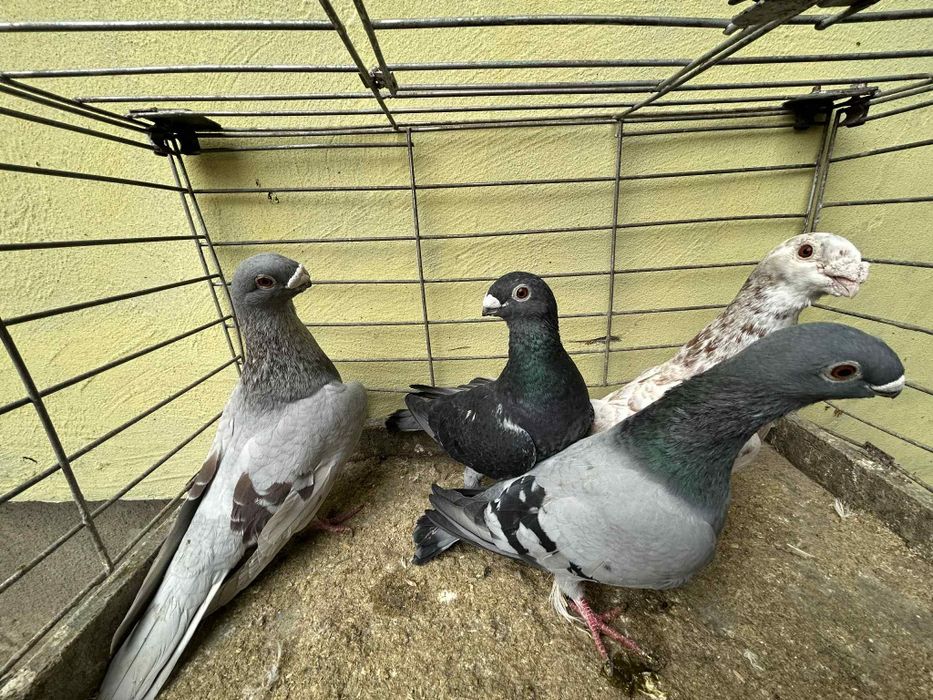 Gołębie ORLIKI cena 40zł za sztukę