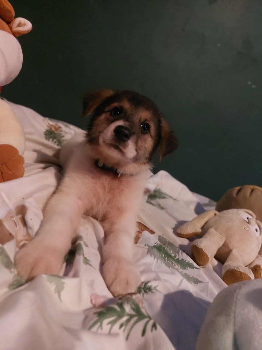 Adoptuj sunie w typie border colie