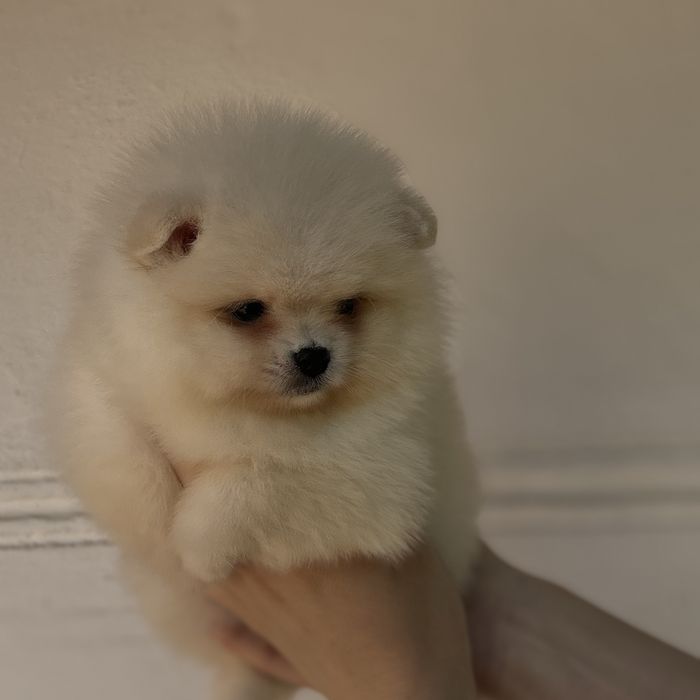 дівчина тип ведмедика шоу классу