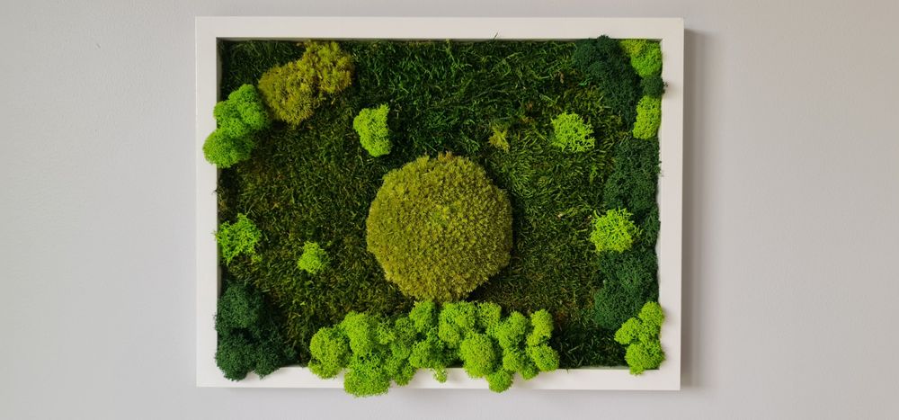 Dekoracja, obraz mech chrobotek