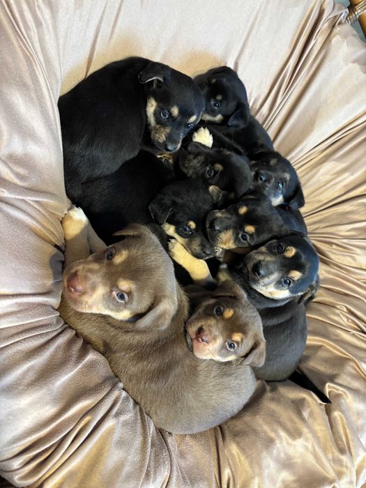 Oddam w dobre ręce szczeniaki