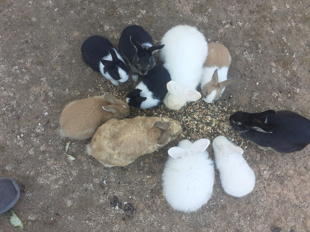 Coelhos anões fofos