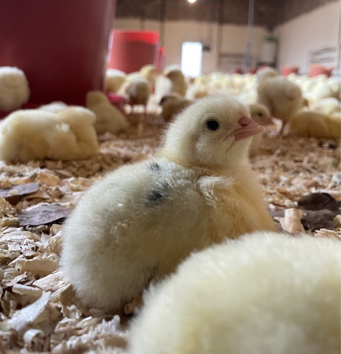 Кури бройлер живою вагою