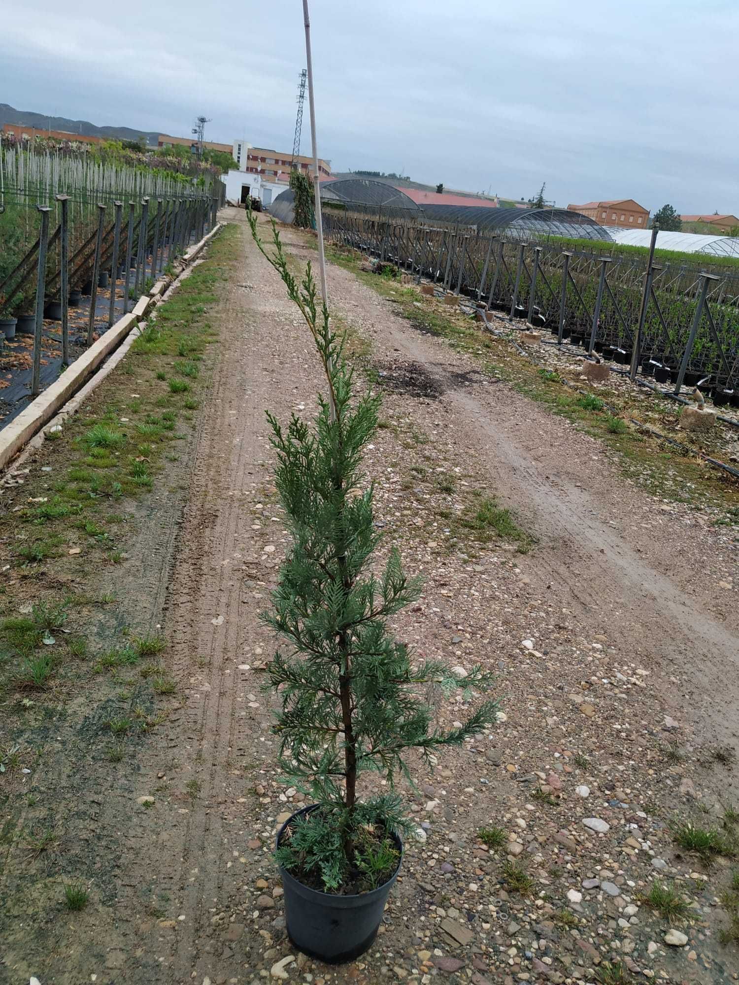 Sebes/vedação natural Cupressus / ciprestes Leylandii