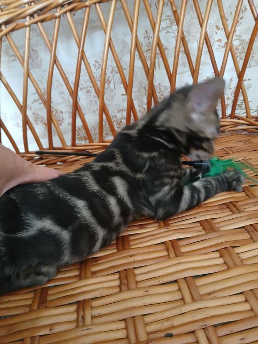 Шикарный бенгальский котик 3 мес