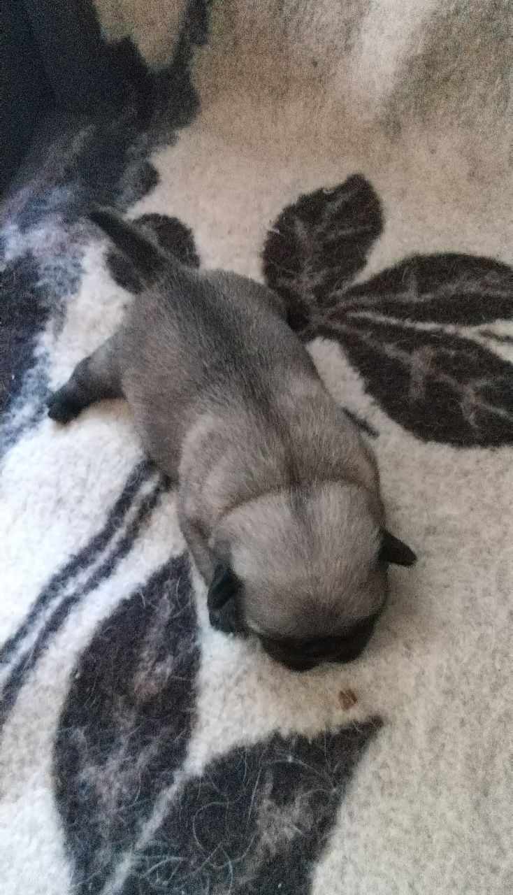 Mops szczenie  z rodowodem
