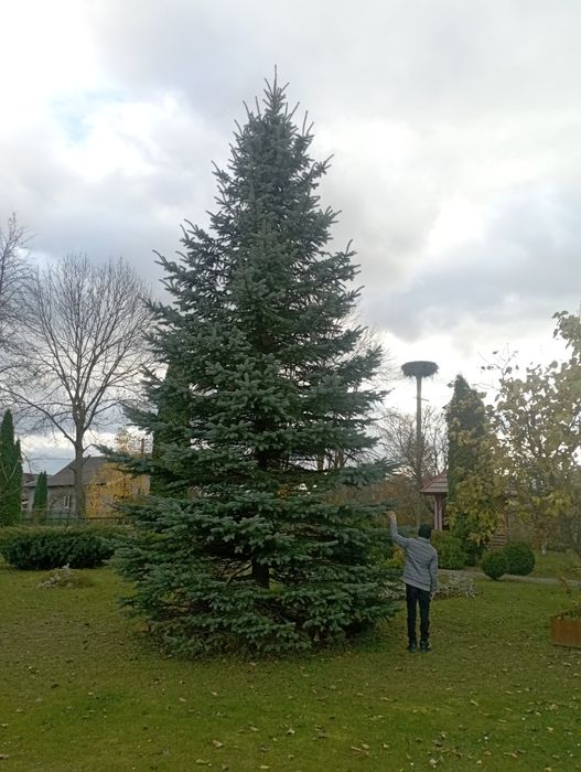 Ялинка срібляста