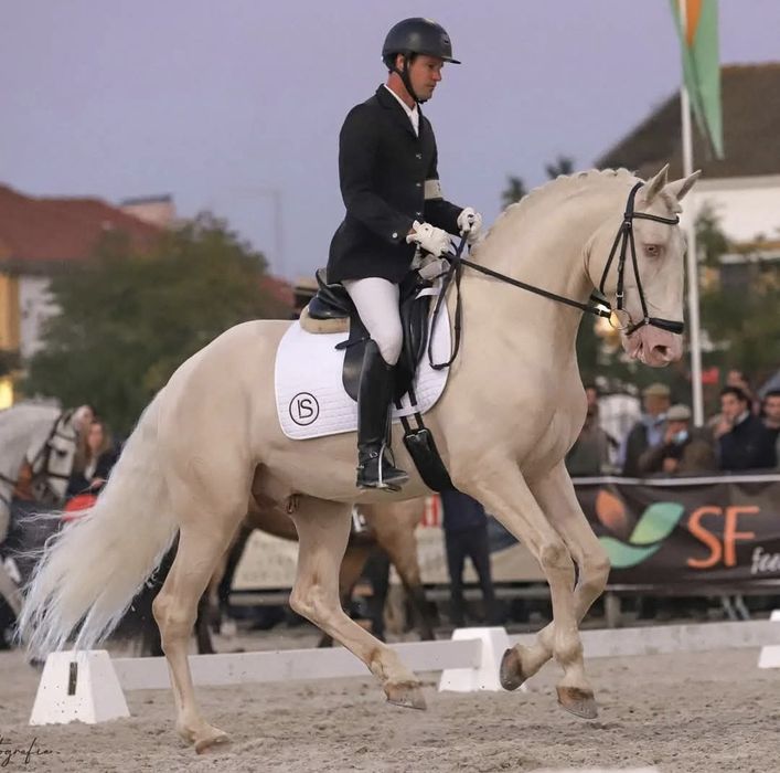 Vendo poldra PSL filha Miura de cais