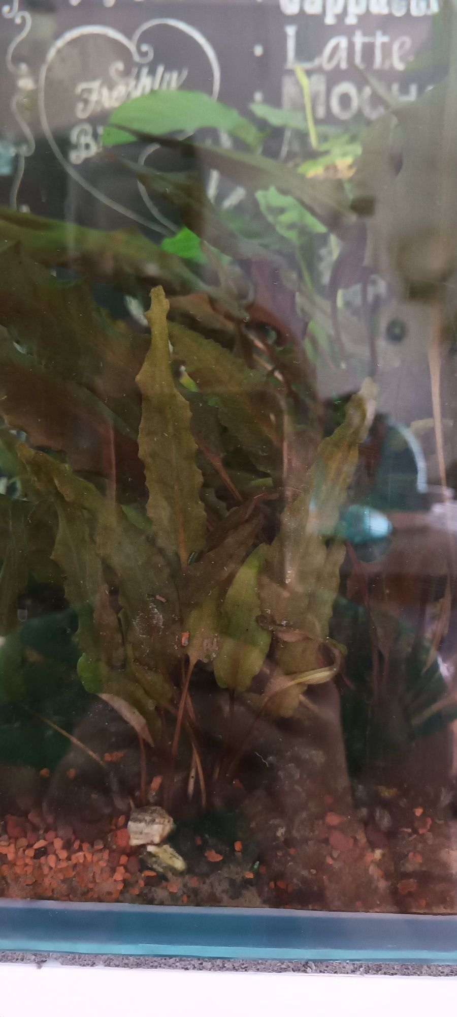 Kryptokoryna Wendtii