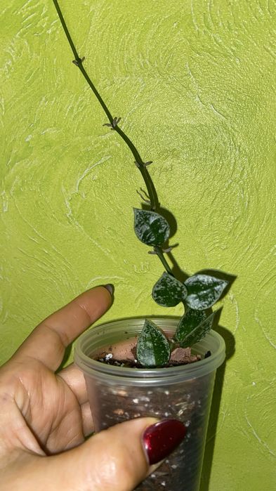 Набір вкорінених Хойя