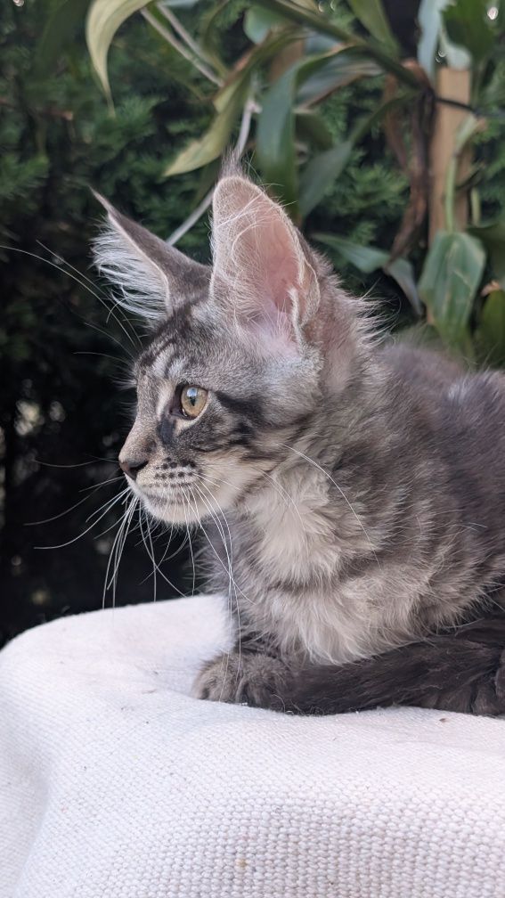 ZOJA kotka Maine Coon. Zapraszamy