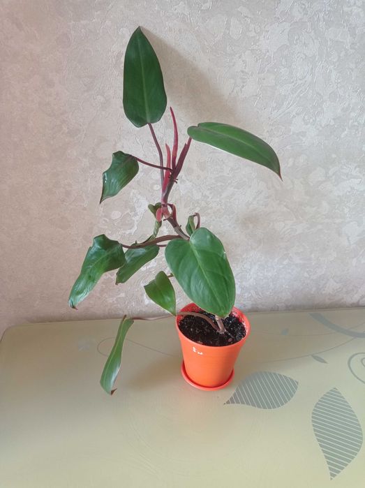 Неймовірно красиві рослини Філодендрон