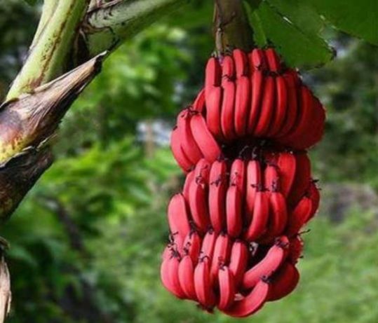 Bananeira vermelha