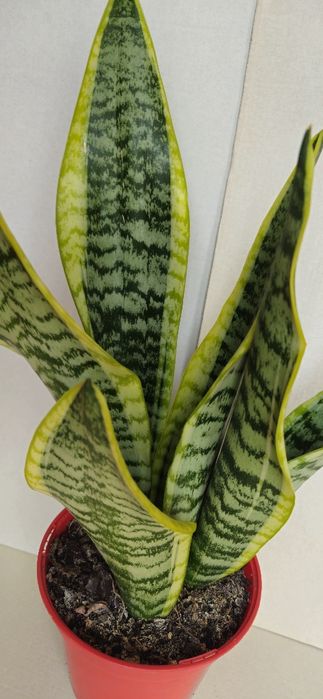 Planta Espada de São Jorge Vaso 14 cm