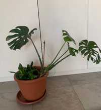 Монстера- взрослое большое растение