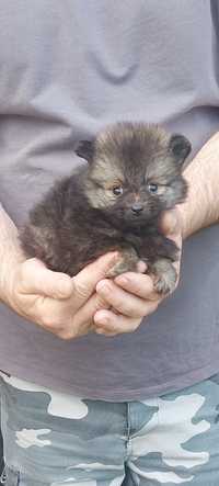 Szpic miniaturowy Pomeranian samiec!