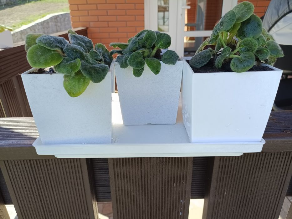 Продам підвазонники