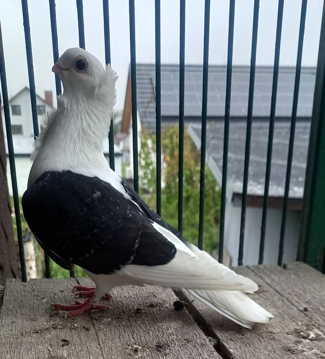 Gołębie mewki,mewka samce,samice