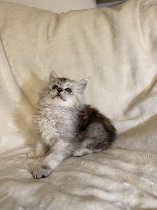 Kotka Maine Coon ns 11 shaded