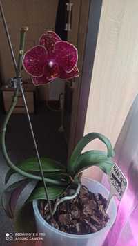 Орхидея фаленопсис пелор Чери Бомб