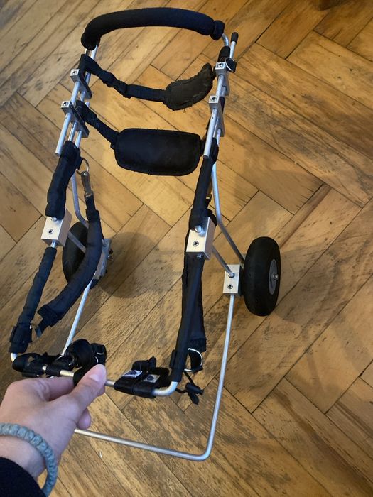 wózek inwalidzki dla kota lub małego psa