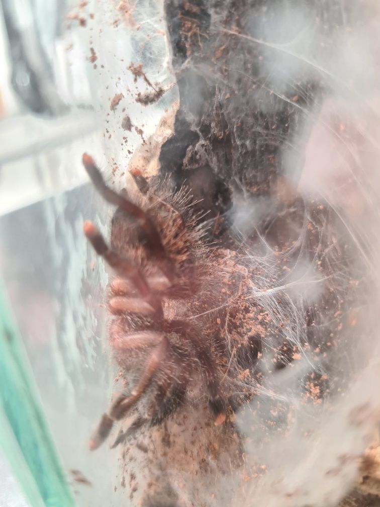 Ptasznik Avicularia sp Guyana piękne podrośnięte sztuki 2.5 dc