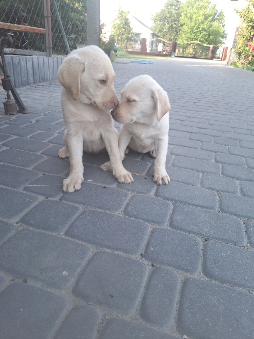 Szczeniak Labrador Retriever