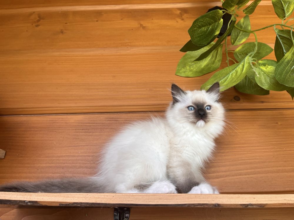 Kocurek piekny seal mitted i colorpoint/badania/FPL