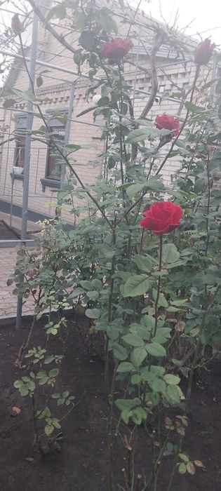 Власник! Здам будинок Шевч.р-н