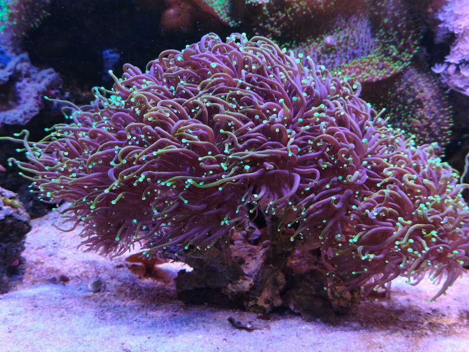 Koralowiec Euphyllia Dragon Soul