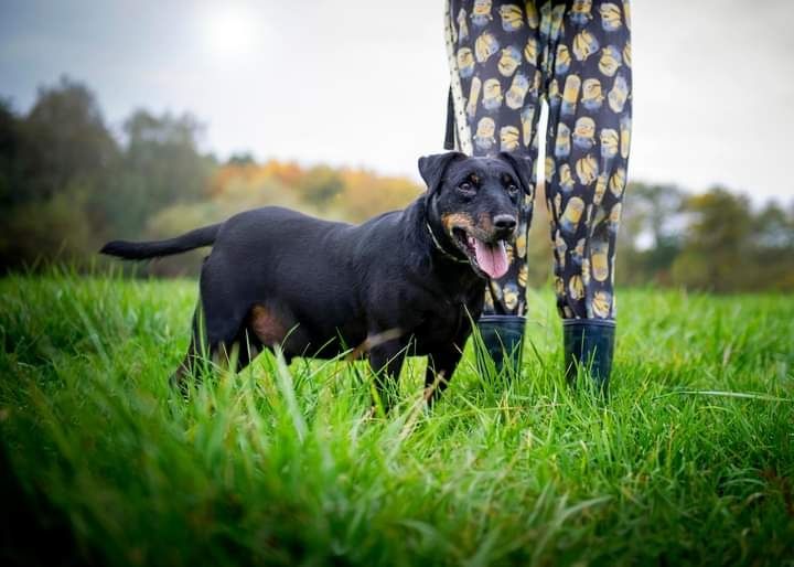 Wspaniały psiak w typie rasy Niemiecki Terrier Myśliwski czeka na Dom!