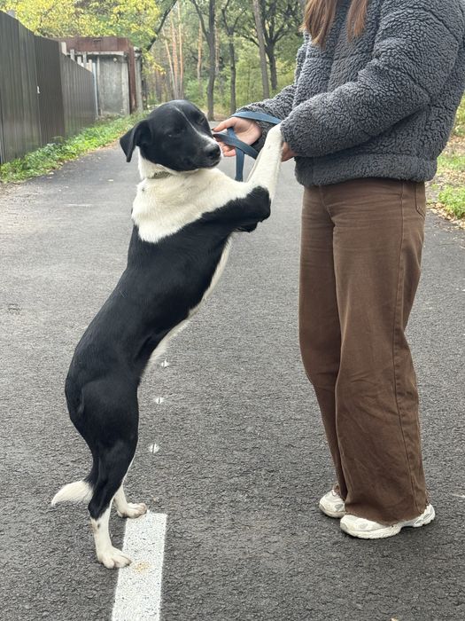 Лаккі шукає родину