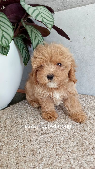 Maltipoo F1 piesek ze sprawdzonej hodowli