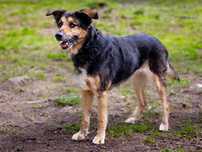 Kleo sunia seniorka do adopcji.