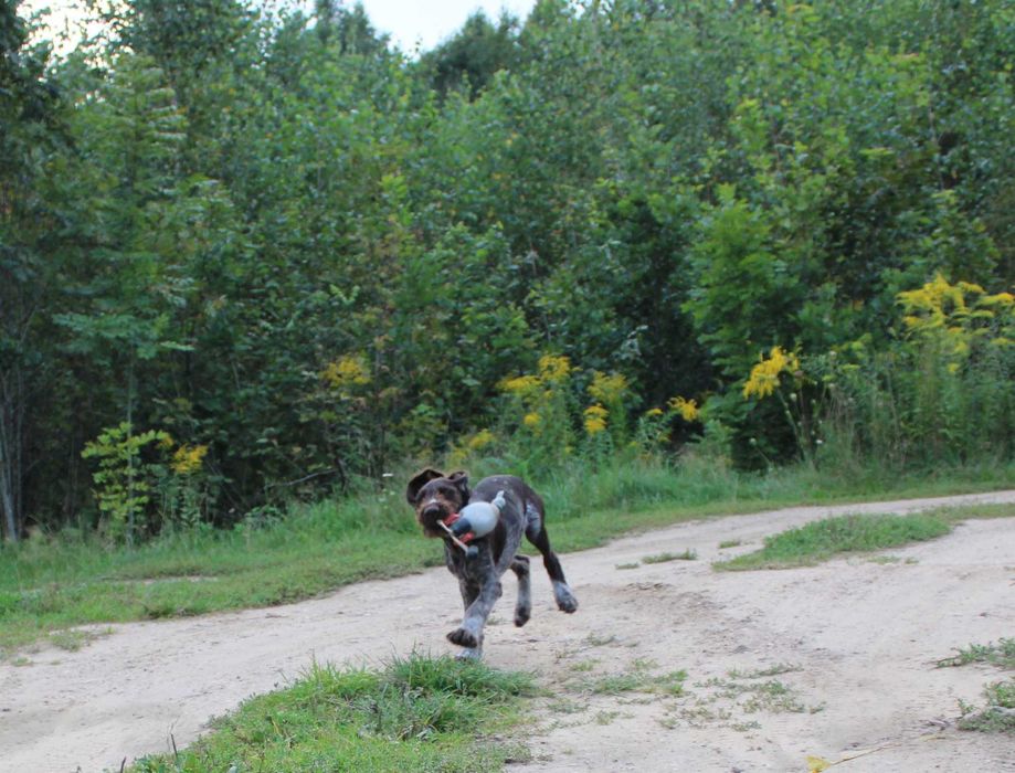 Wyżeł niemiecki szorstkowłosy / pies