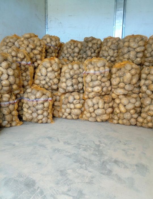 Sprzedam ziemniaki Soraya, Jery, Belmundo,Red-lady. Duże ilości