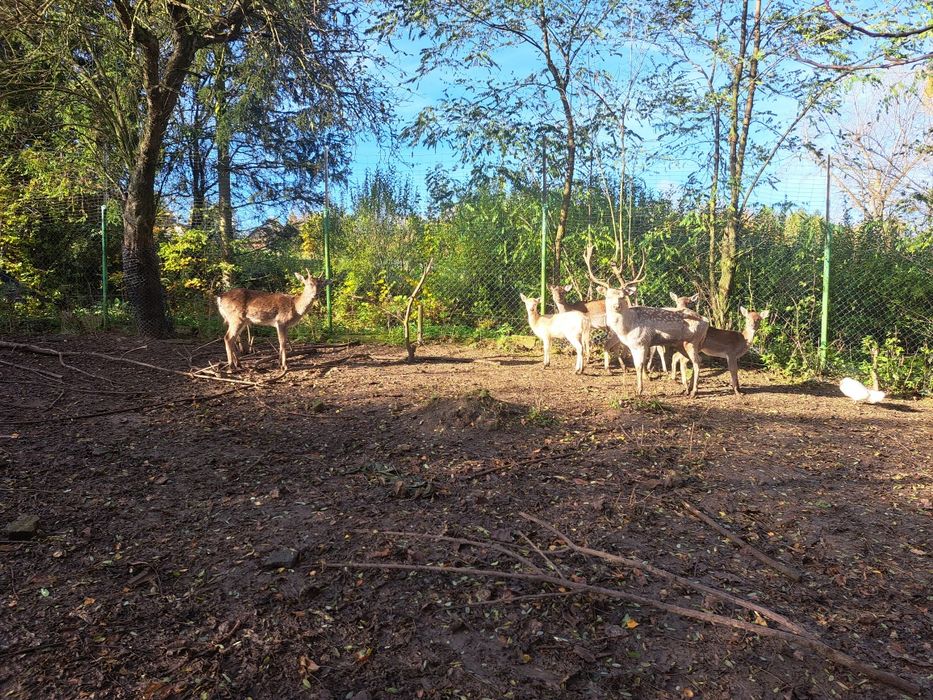 Sprzedam stado danieli