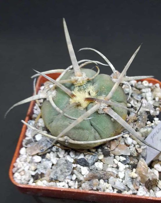 Пропоную екзотичні рослини