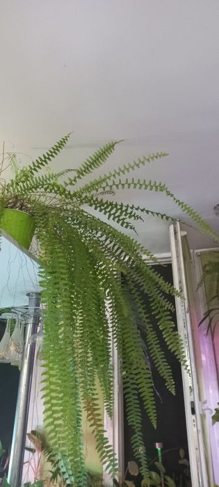 Продам набор разных  красивых папоротников и  набор спидантусов:))