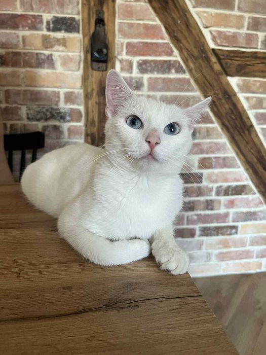 Piękna Aurora szuka domu