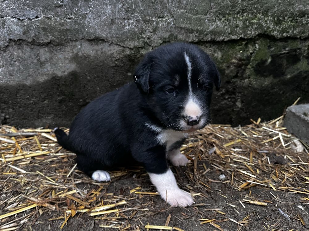 Słodkie szczeniaki labrador