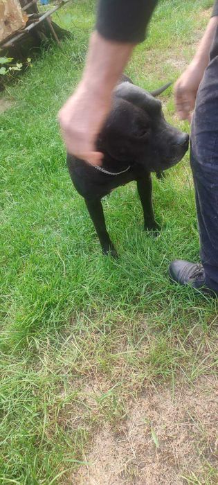 Амереканський стафорширський терєр