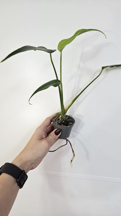 Monstera burle marx flame