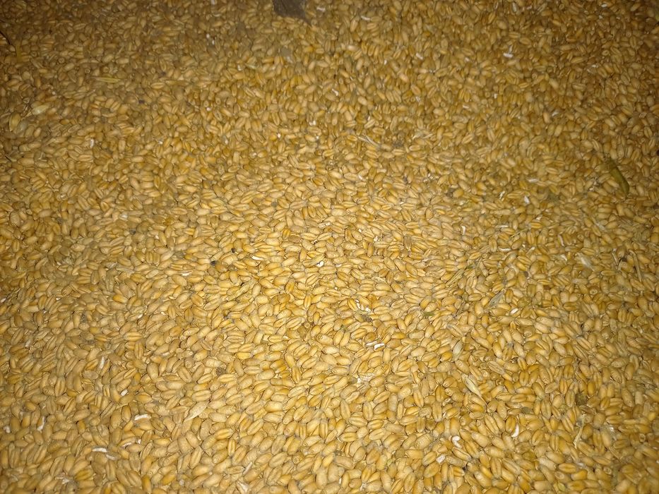 Pszenica jara i ozima 2025