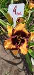 Liliowce odmianowe
