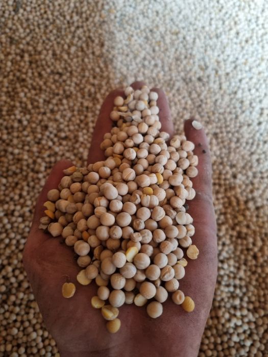 Groch batuta duża ilość