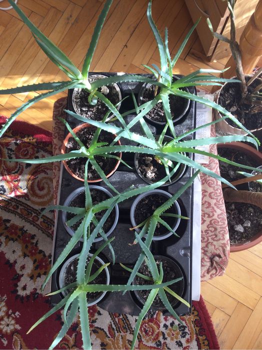 Kwiat aloesu za 7 zł.