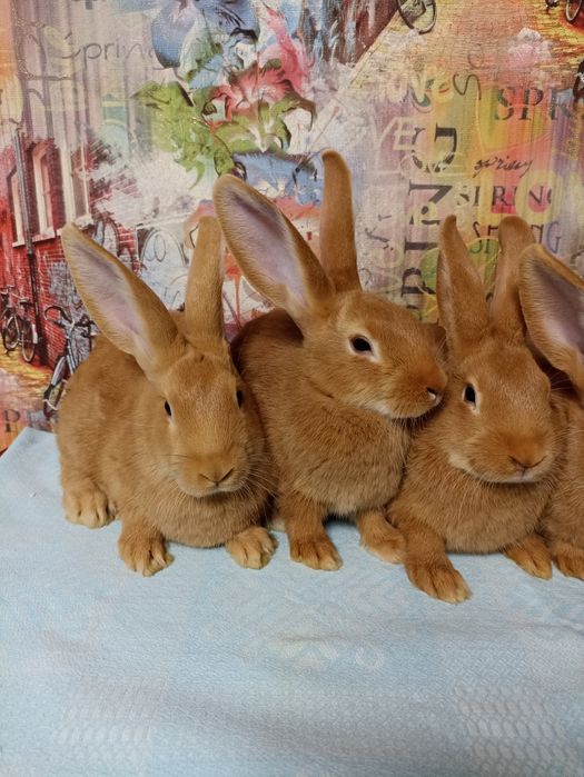 Кролик, кролики, кролі, бургундія